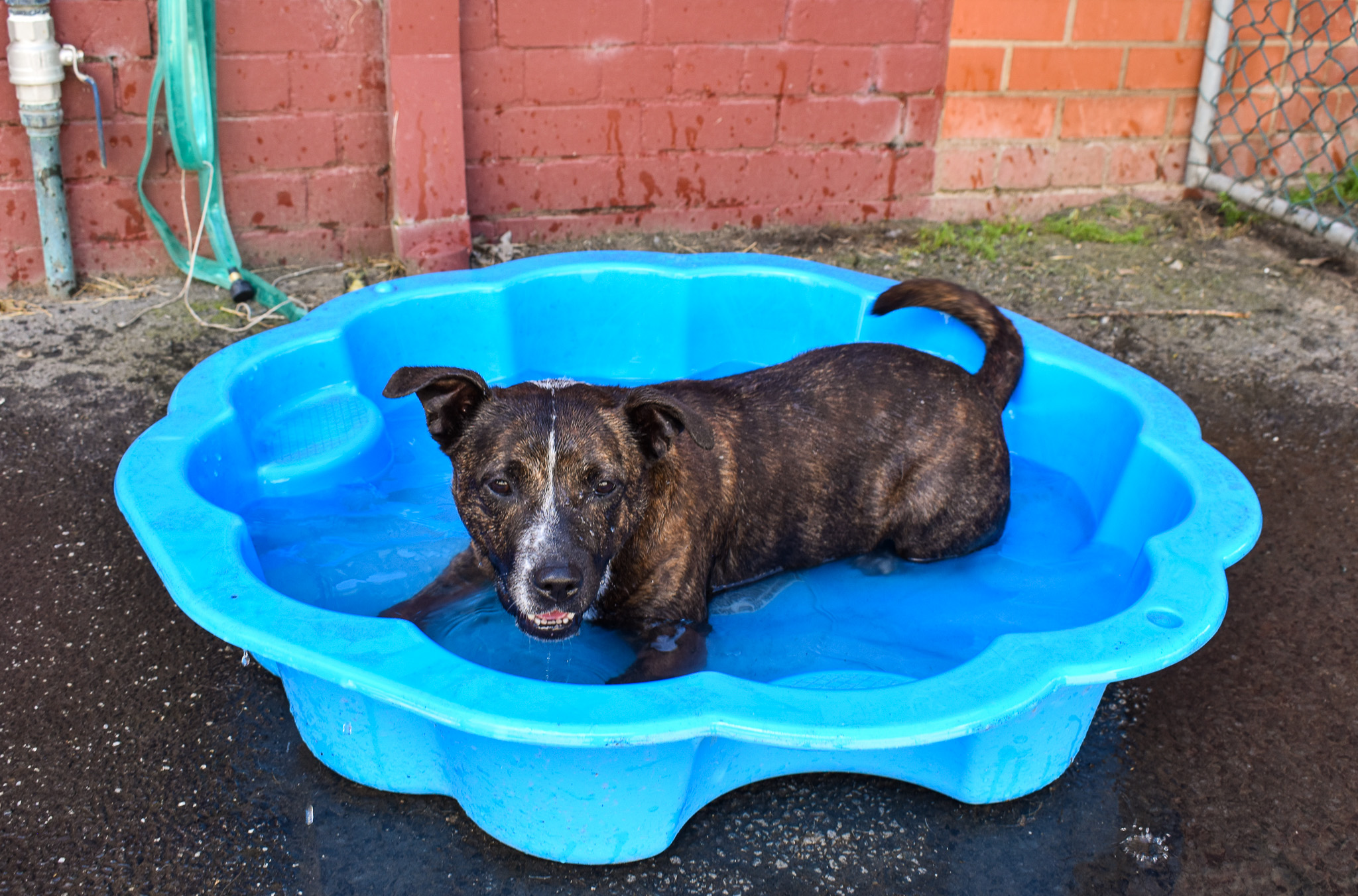 Rosie, a staffy-cross-kelpie available for foster or adoption at the Ballarat animal shelter, lies in a blue, shell-shaped paddle pool which is half filled with water. 