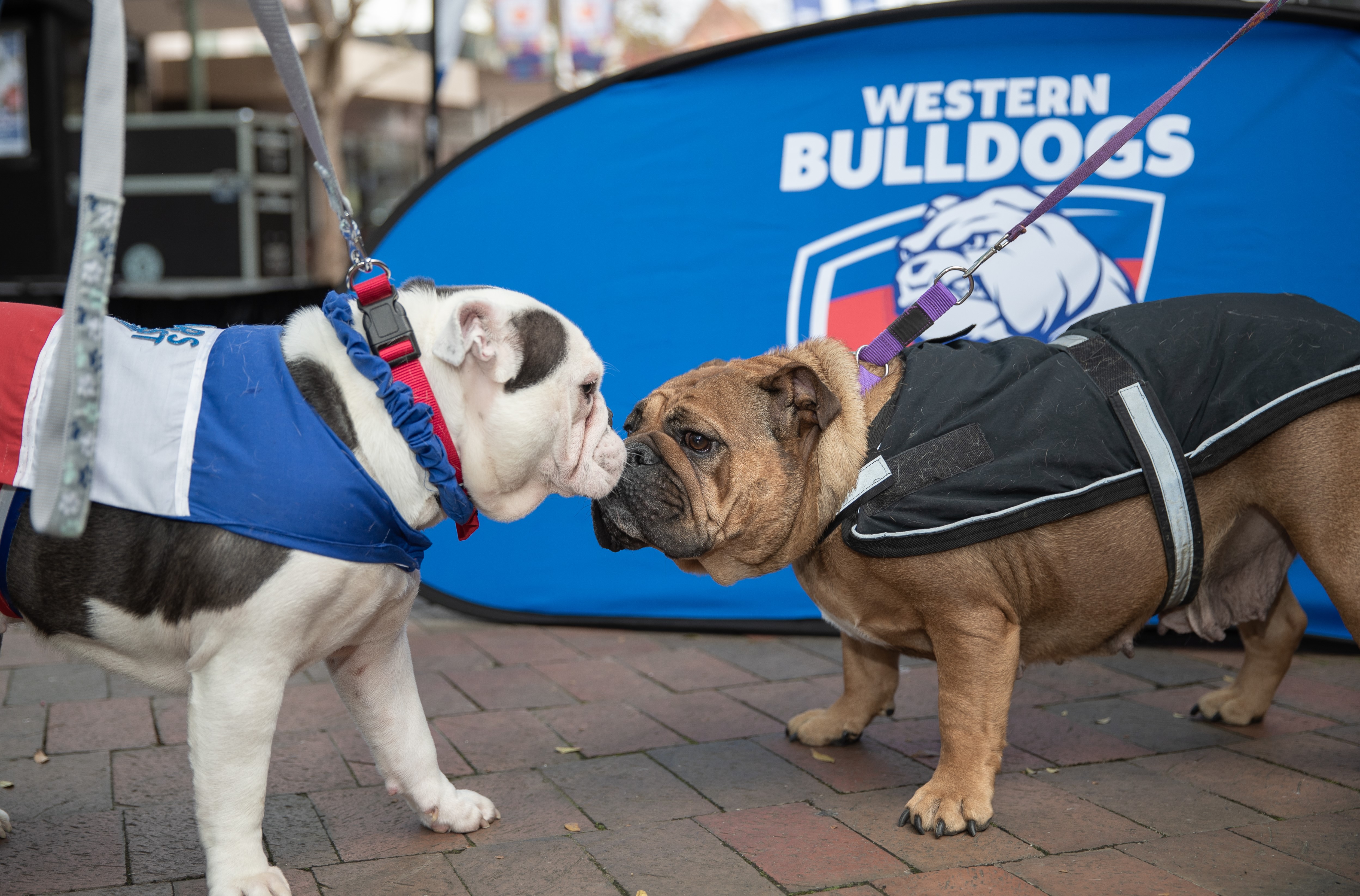 Howling All Ballarat Bulldogs And Their Owners City Of Ballarat