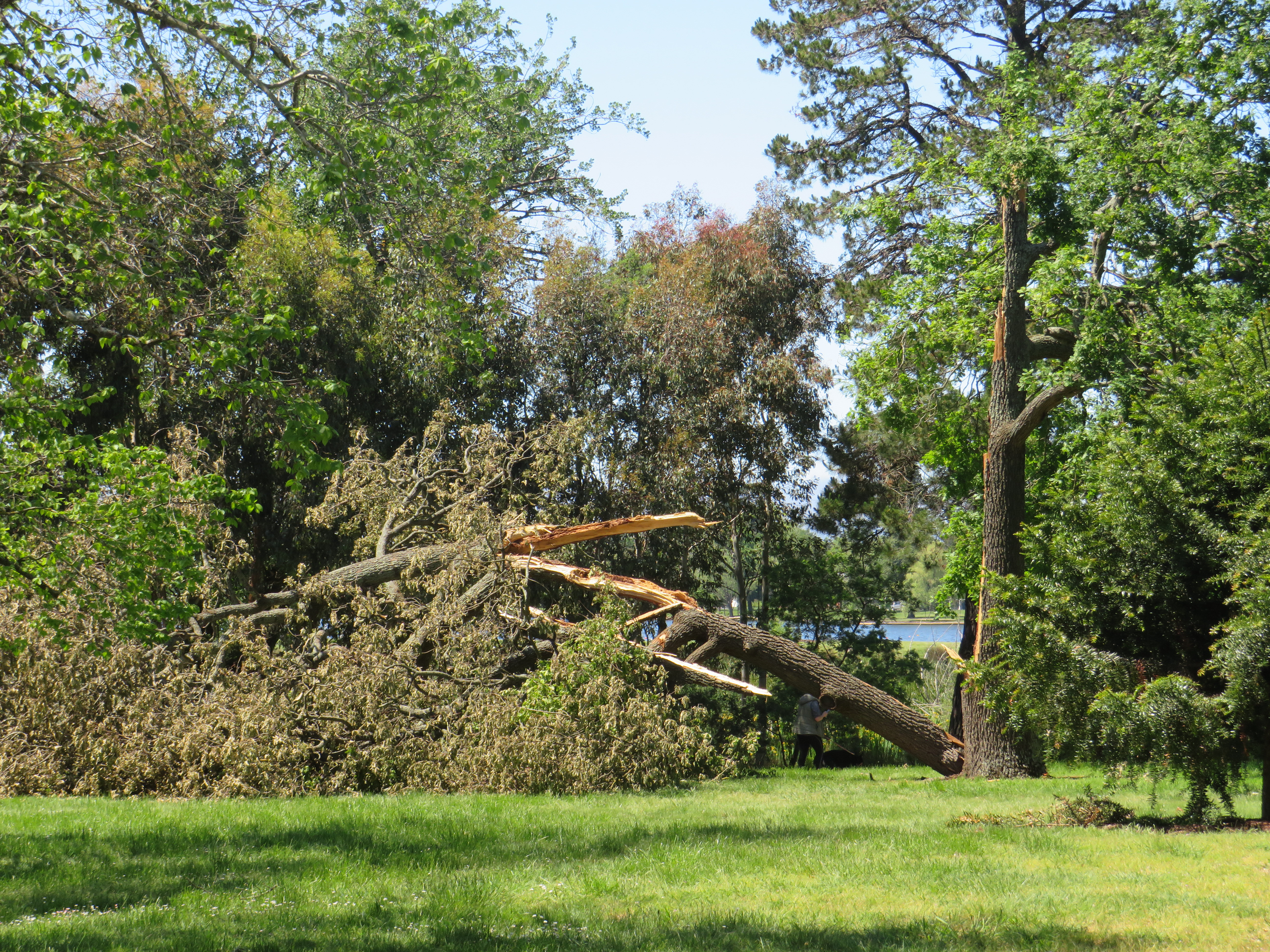 Large trees that were blown down in the botanic gardens