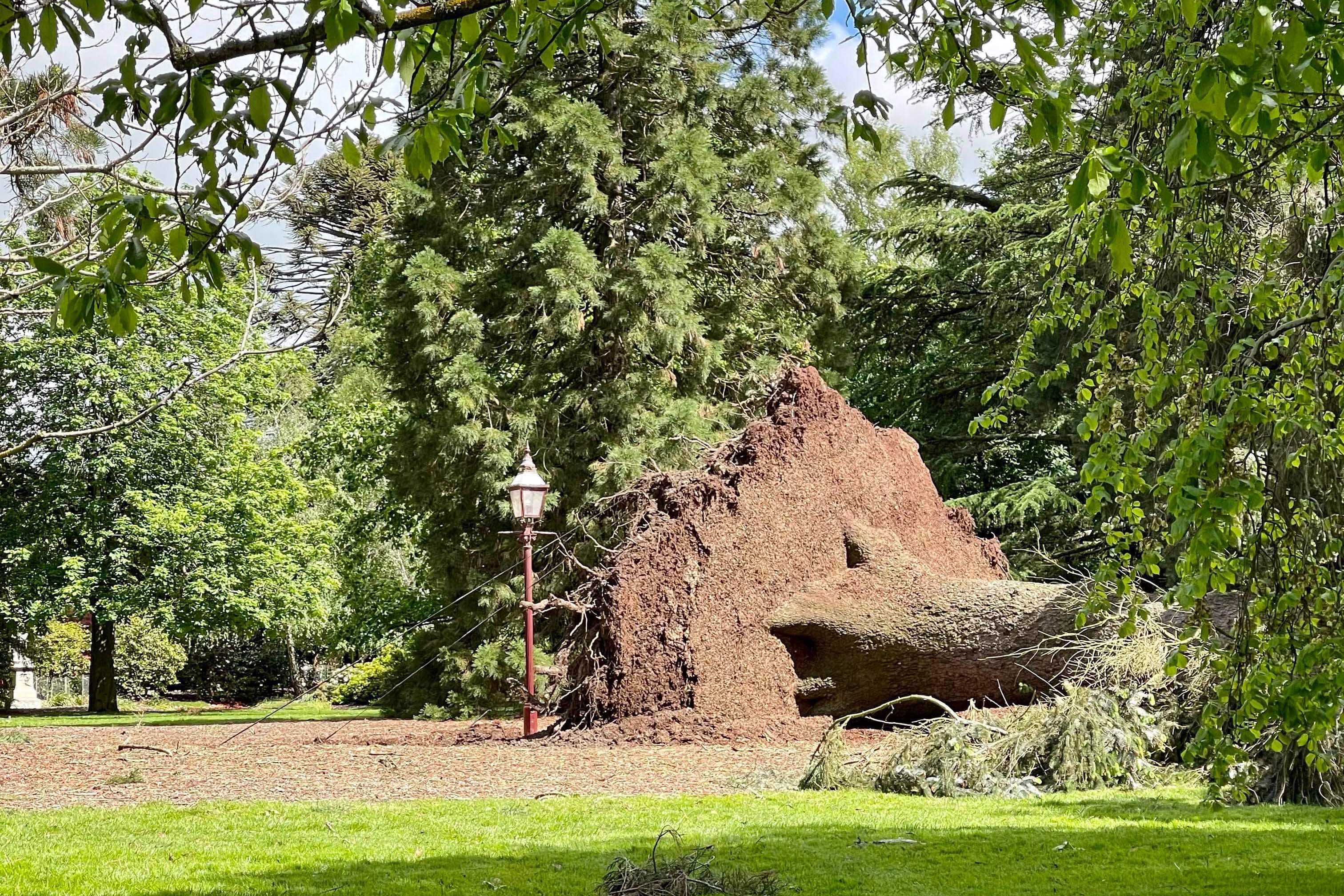A fallen tree in the botanical gardens