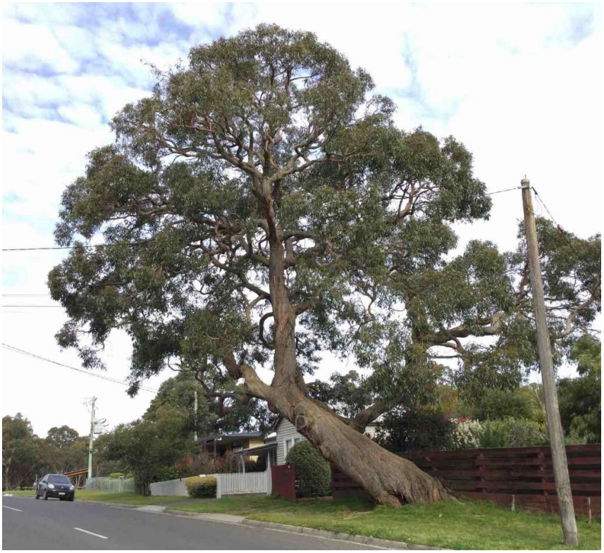 Generic photo large messmate Eucalyptus tree