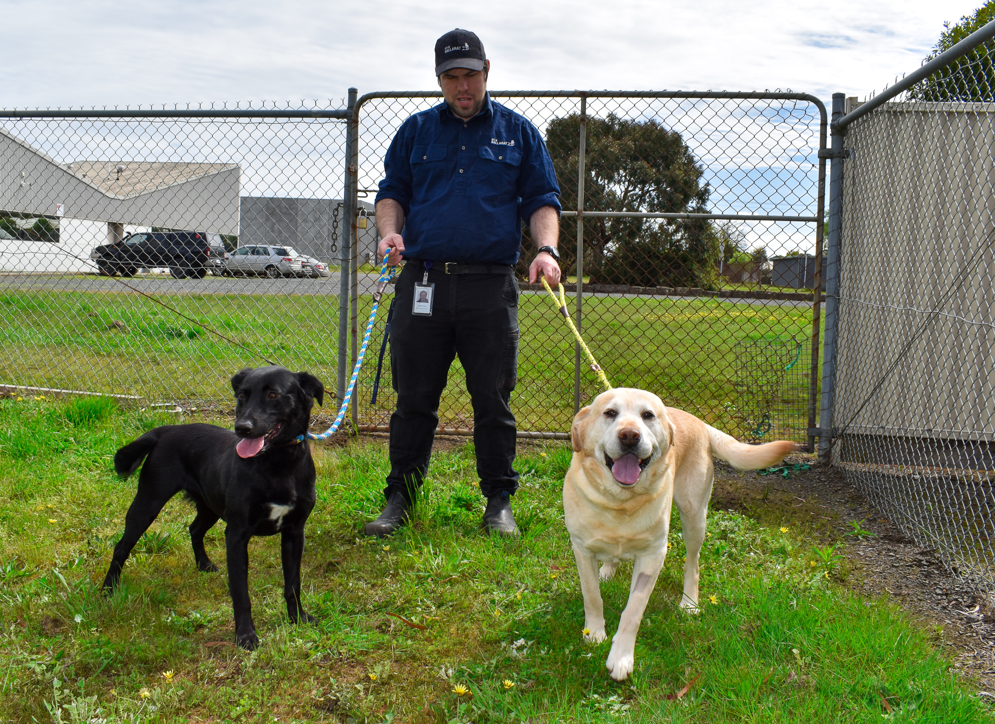 27 dogs have found new homes this October | City of Ballarat