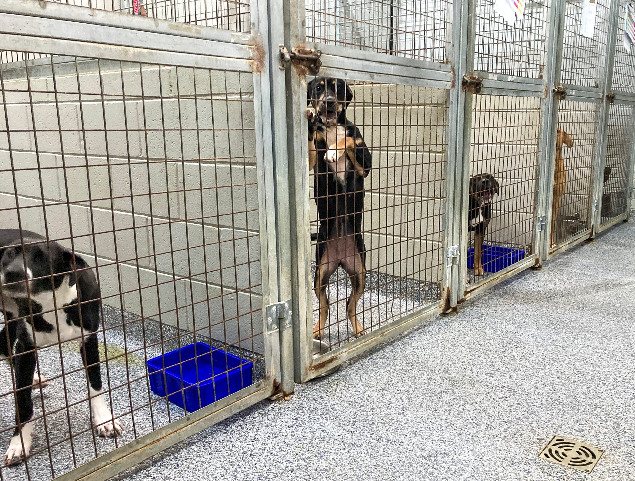 Generic photo dogs in an animal shelter