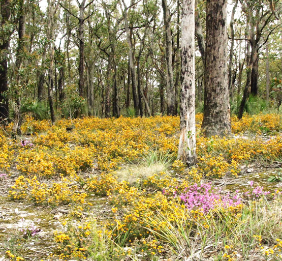 Wildflowers. Image by Jeff Rootes