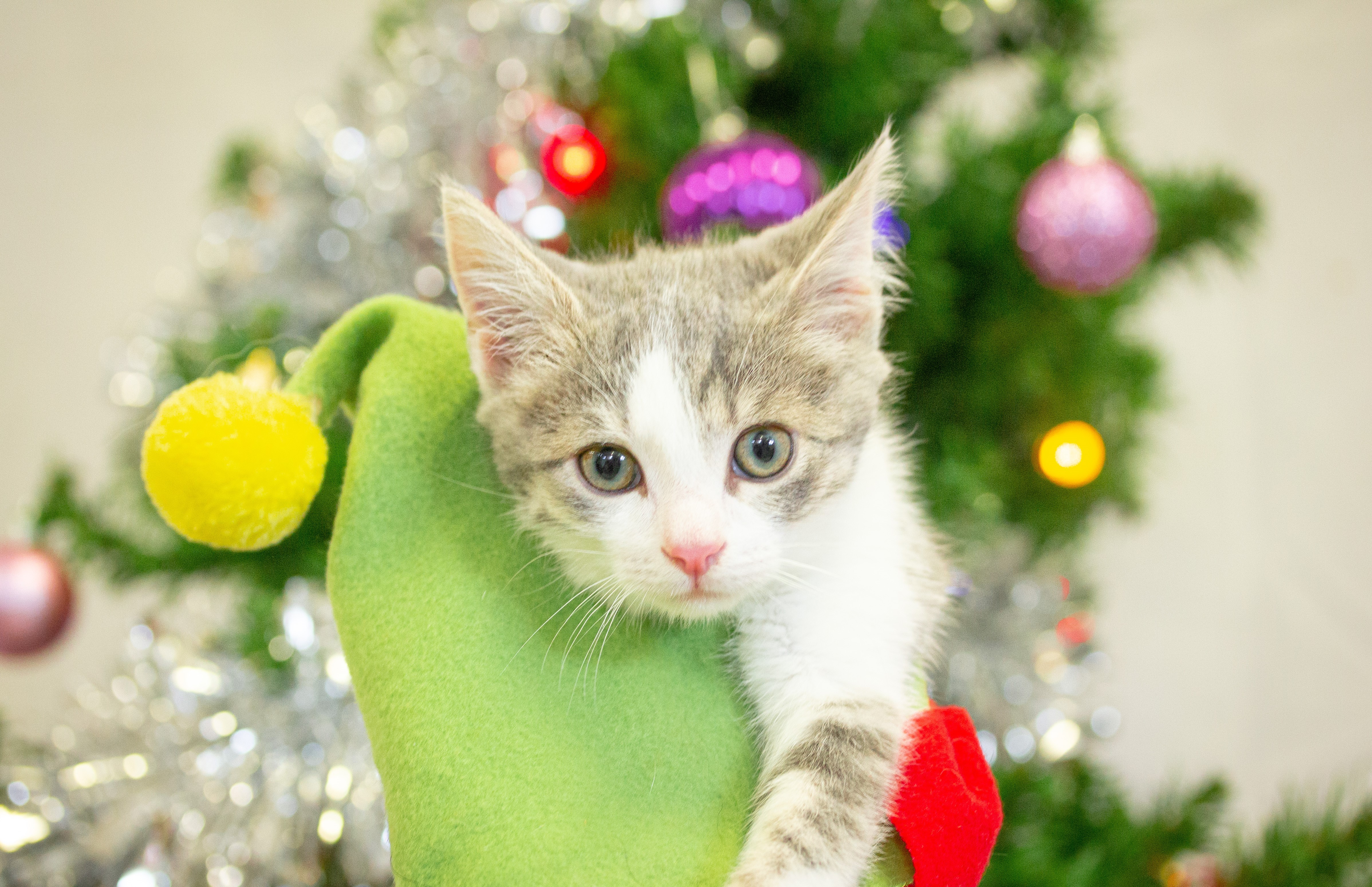 Generic photo kitten at christmas time