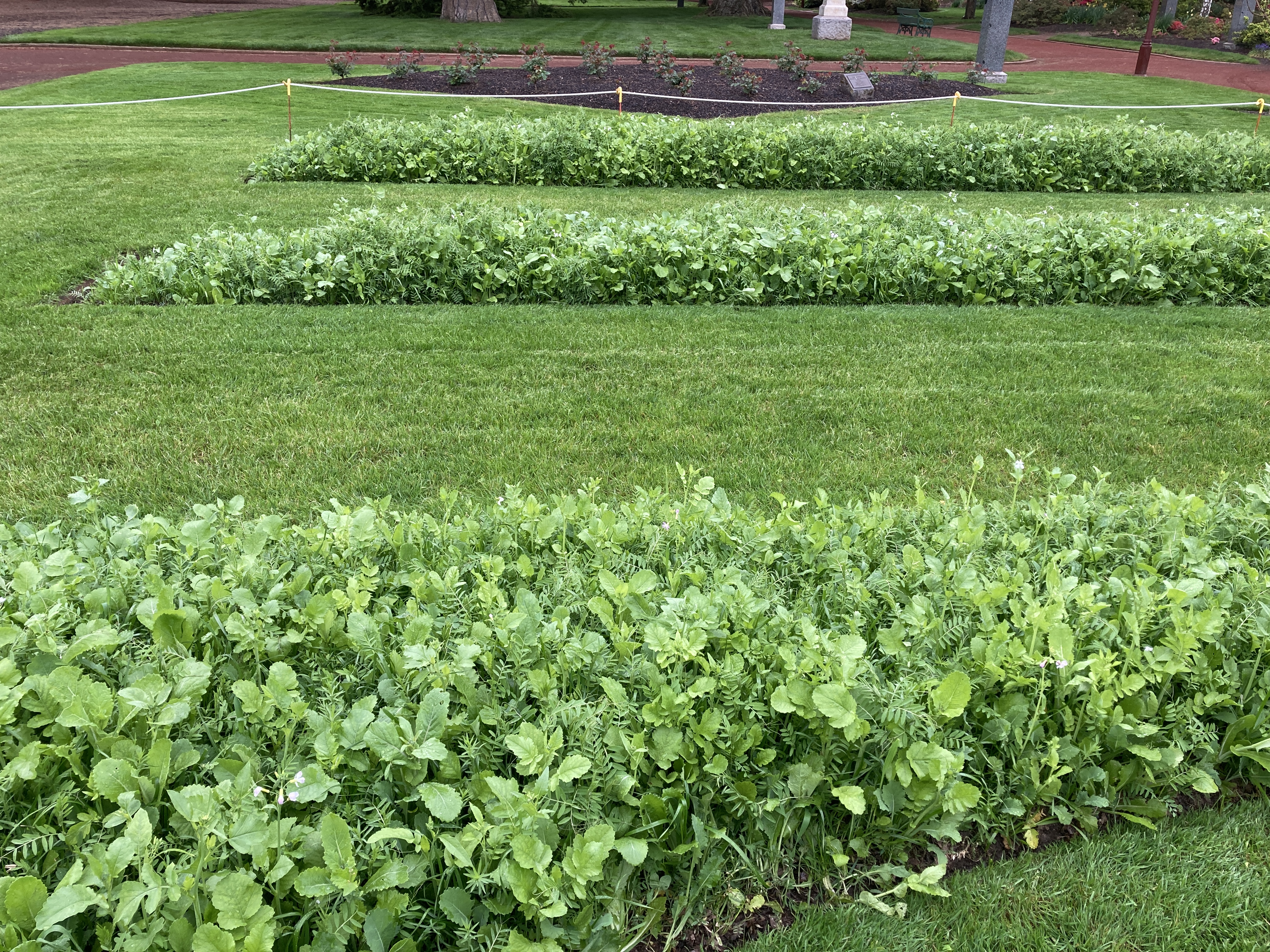 A green manure crop was planted in the dahlia garden beds over winter. In this image, three rectangular garden beds surrounded by lawn are filled with small green plants. 
