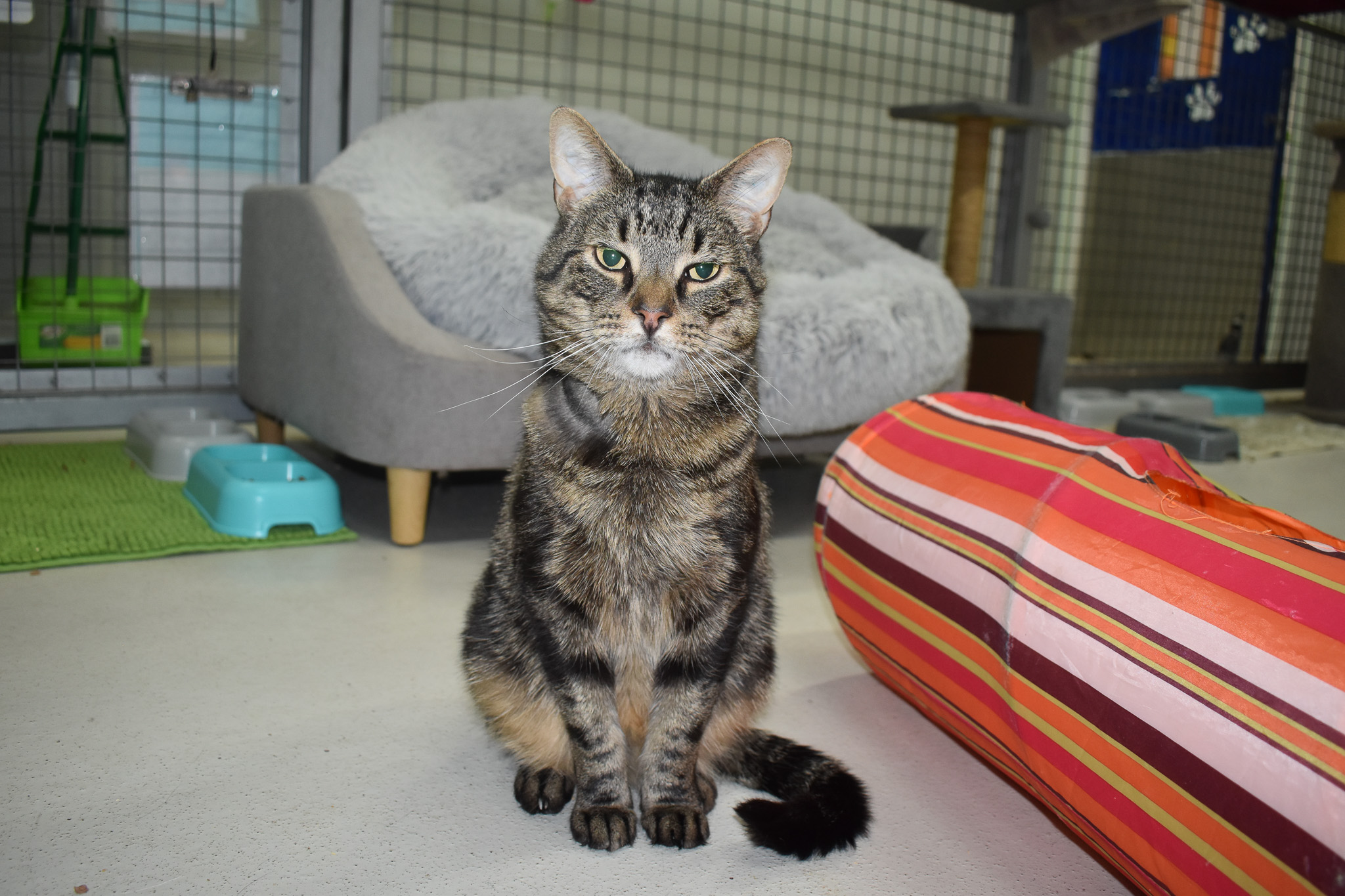 A cat looking to be adopted at the Ballarat Animal Shelter.