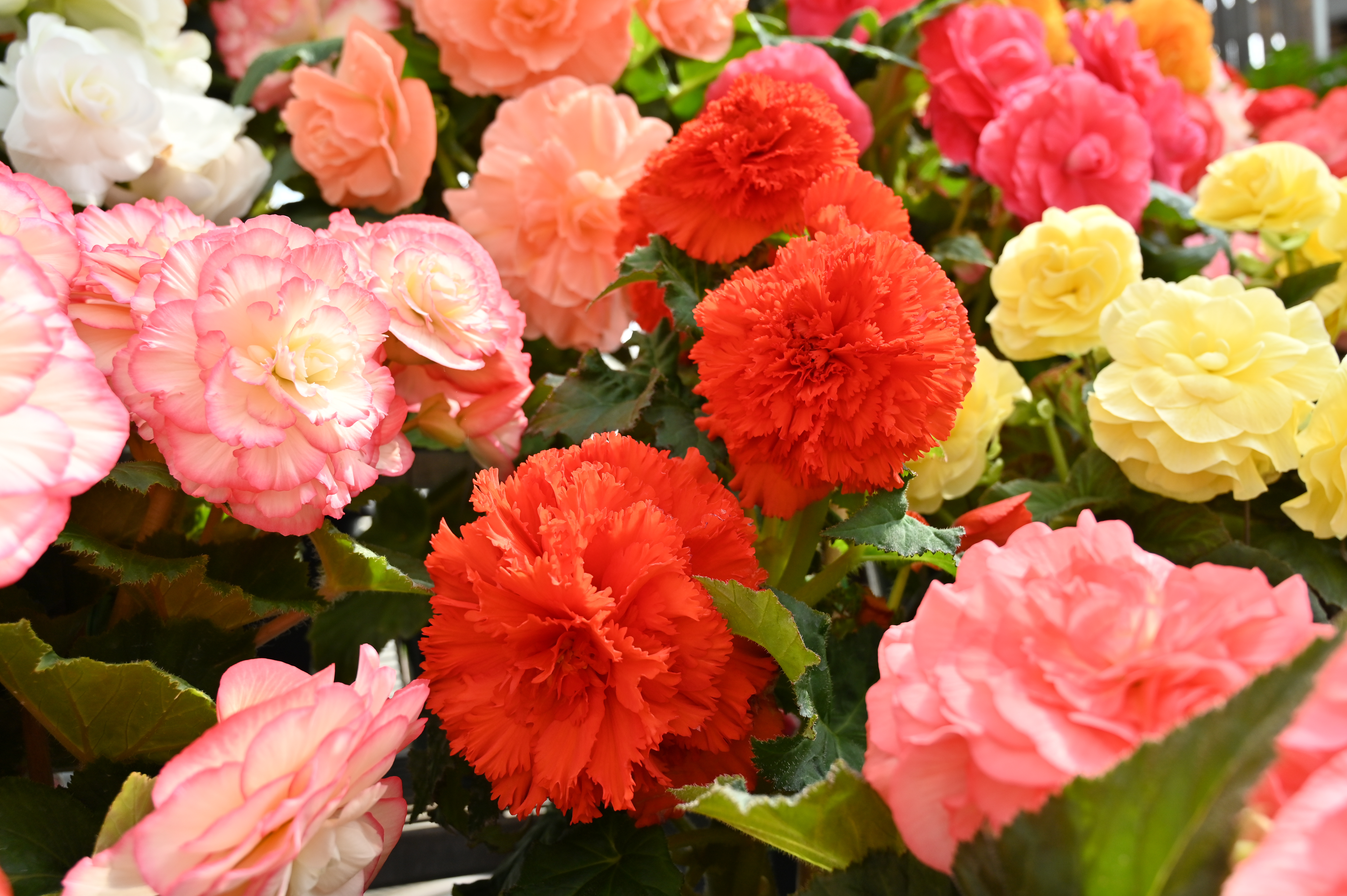 Generic image of colourful begonia flowers