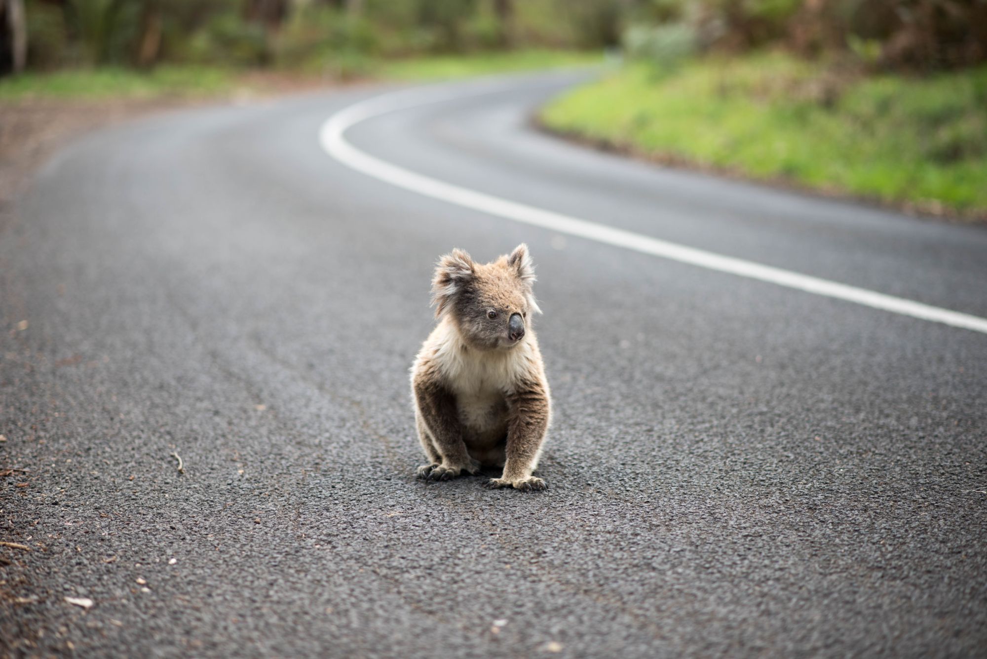 A koala crosses a road