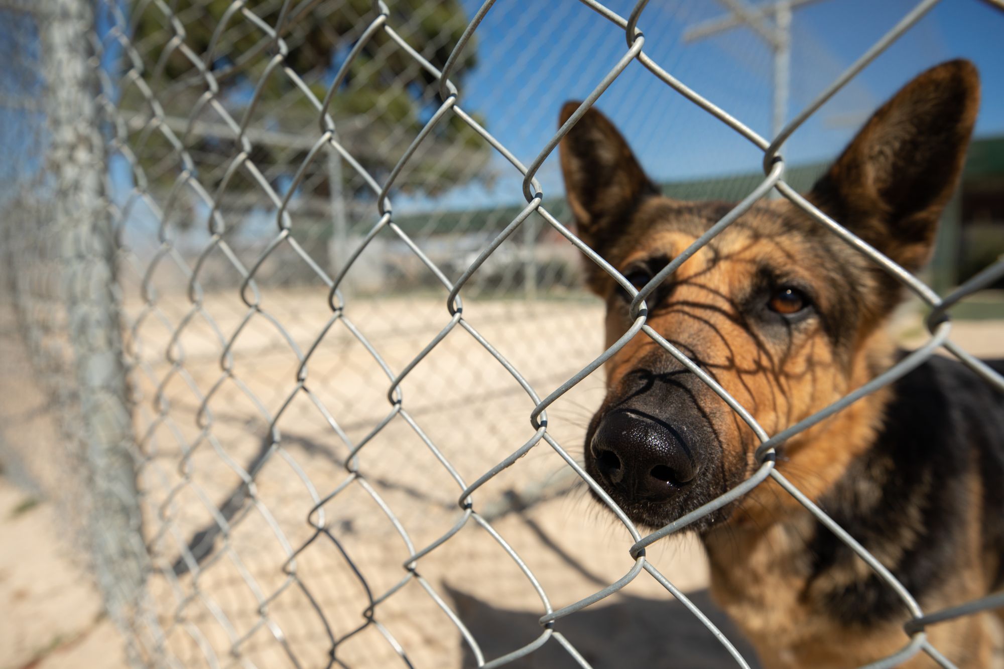 Generic image of a dog in a cage