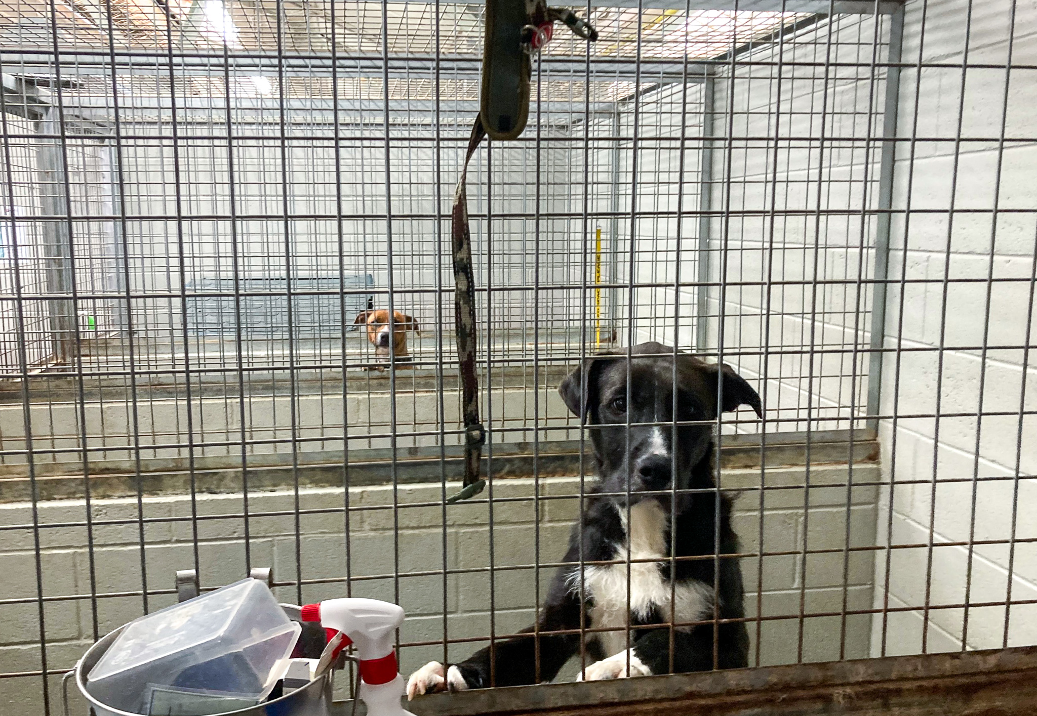 Generic photo of dogs in a shelter