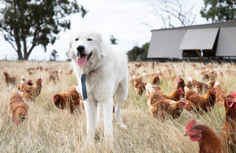 Nugget the Maremma