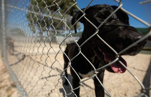 Dog at Ballarat Animal Shelter looking happy through fence