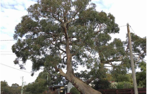 Generic photo large messmate Eucalyptus tree