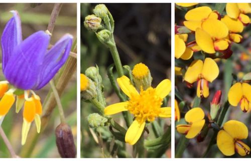 Three images of indigenous plants lay side by side. The first image is of a purple flower with yellow petals angling downward, the second image is of a small yellow flower and the third image is of a number of small, darker yellow flowers. 