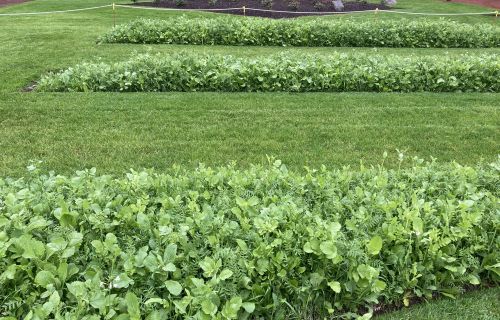 A green manure crop was planted in the dahlia garden beds over winter. In this image, three rectangular garden beds surrounded by lawn are filled with small green plants. 