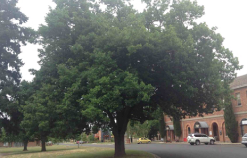 Generic image of large tree