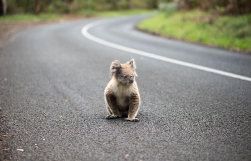 A koala crosses a road