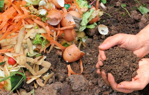 Food waste is transformed into compost