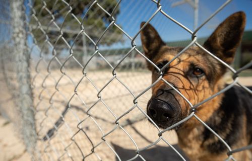 Generic image of a dog in a cage