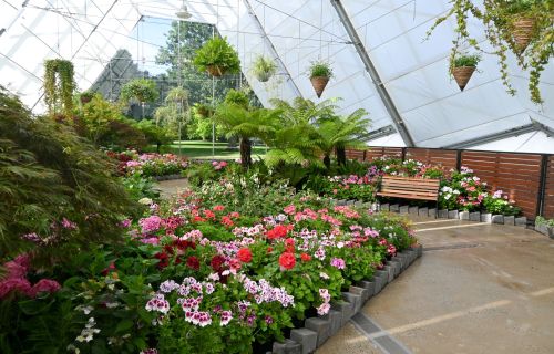 Floral display in the Ballarat Botanical Gardens Conservatory