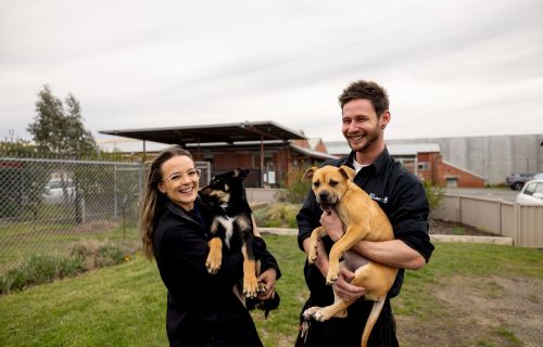 Generic image of Animal Shelter staff and dogs at the Animal Shelter