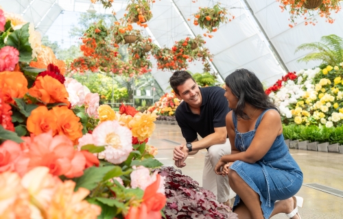 Ballarat Begonia Festival promotional image.