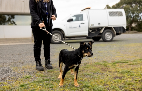 A medium sized black down with brown legs is on a lead, being held by a woman with an animal transport vehicle in the background.