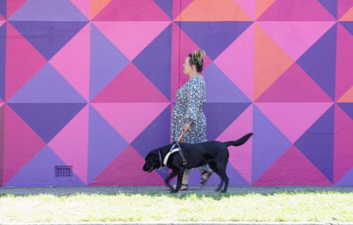 walking a guide dog in front of a painted geometric mural 