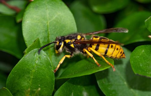 Image of a European wasp
