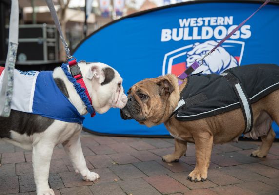 bulldogs