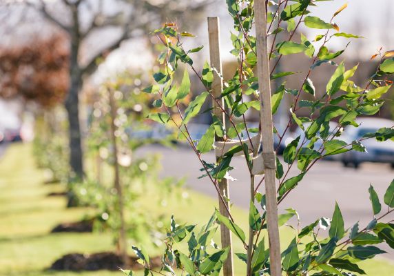 Generic photo trees recently planted along a road