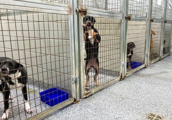 Generic photo dogs in an animal shelter