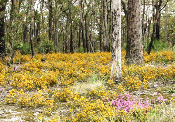 Wildflowers. Image by Jeff Rootes