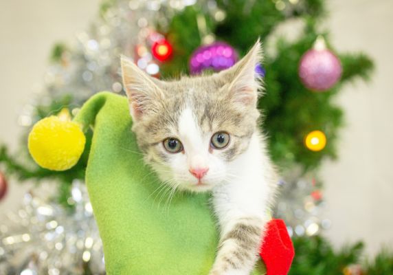 Generic photo kitten at christmas time