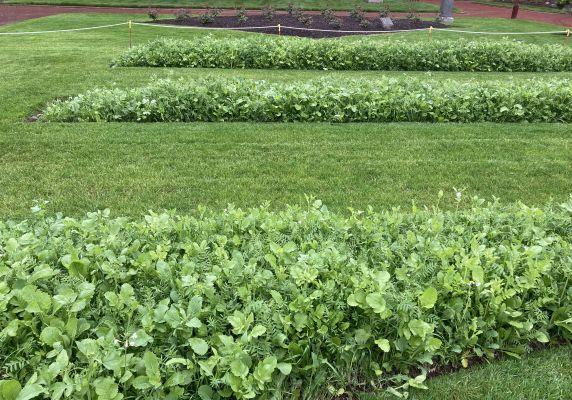 A green manure crop was planted in the dahlia garden beds over winter. In this image, three rectangular garden beds surrounded by lawn are filled with small green plants. 