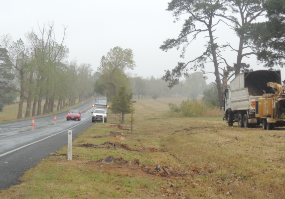 Trees being replaced at the Avenue of Honour