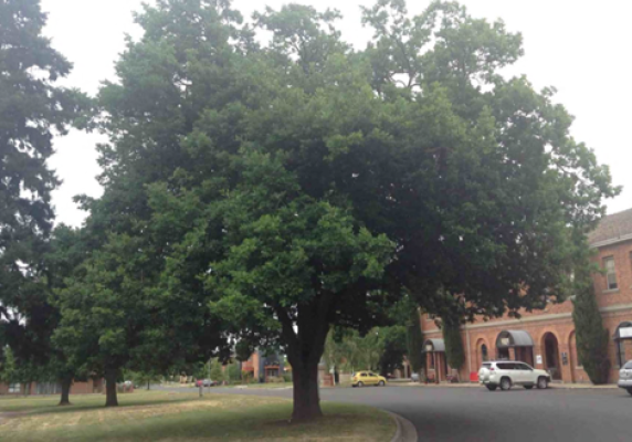 Generic image of large tree