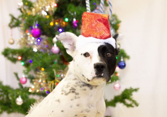 Generic image of a dog at Christmas