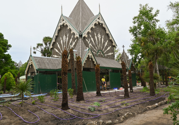 Newly planted tree ferns at the Ballarat Botanical Gardens Fernery