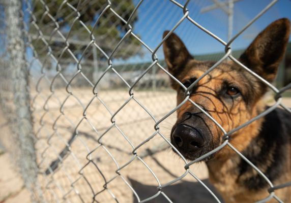 Generic image of a dog in a cage