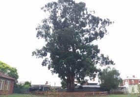 An exceptional tree from the exceptional tree register