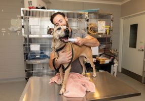Dog with person at vet/animal shelter
