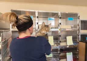 A tabby cat looks over a carer's shoulder at the Ballarat Animal Shelter