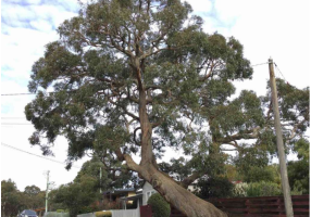 Generic photo large messmate Eucalyptus tree