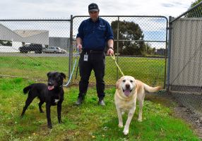 Generic photo animal handler with two dogs