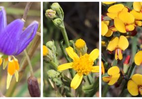 Three images of indigenous plants lay side by side. The first image is of a purple flower with yellow petals angling downward, the second image is of a small yellow flower and the third image is of a number of small, darker yellow flowers. 