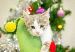 Generic photo kitten at christmas time