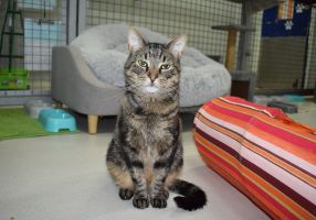 A cat looking to be adopted at the Ballarat Animal Shelter.