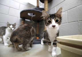 Generic image of kittens at the Animal Shelter
